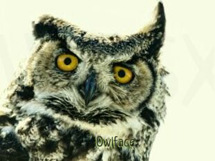 Owlface